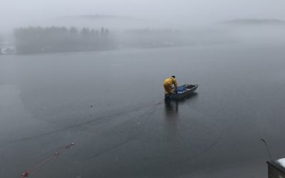 Lovell Lake Loon Rescue