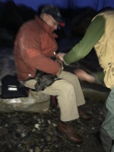 Craig Rowley holding Loon before releasing on coast