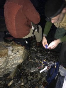 Craig Rowley holding Loon before releasing on coast.