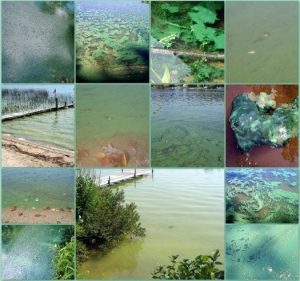 Images of cyanobacteria blooms in various lakes