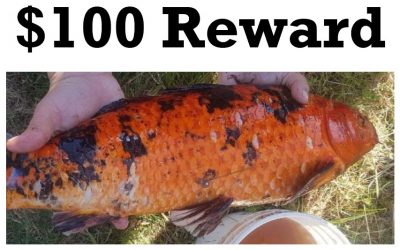 Reward For Lovell Lake Koi/Goldfish